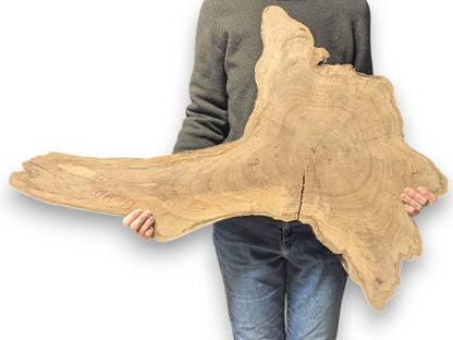 Person holding a large, light brown live edge root wood slice, with visible grain and prominent tree rings.