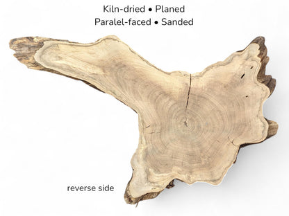 Y-shaped walnut root slice featuring light beige growth rings and text listing drying and sanding details.