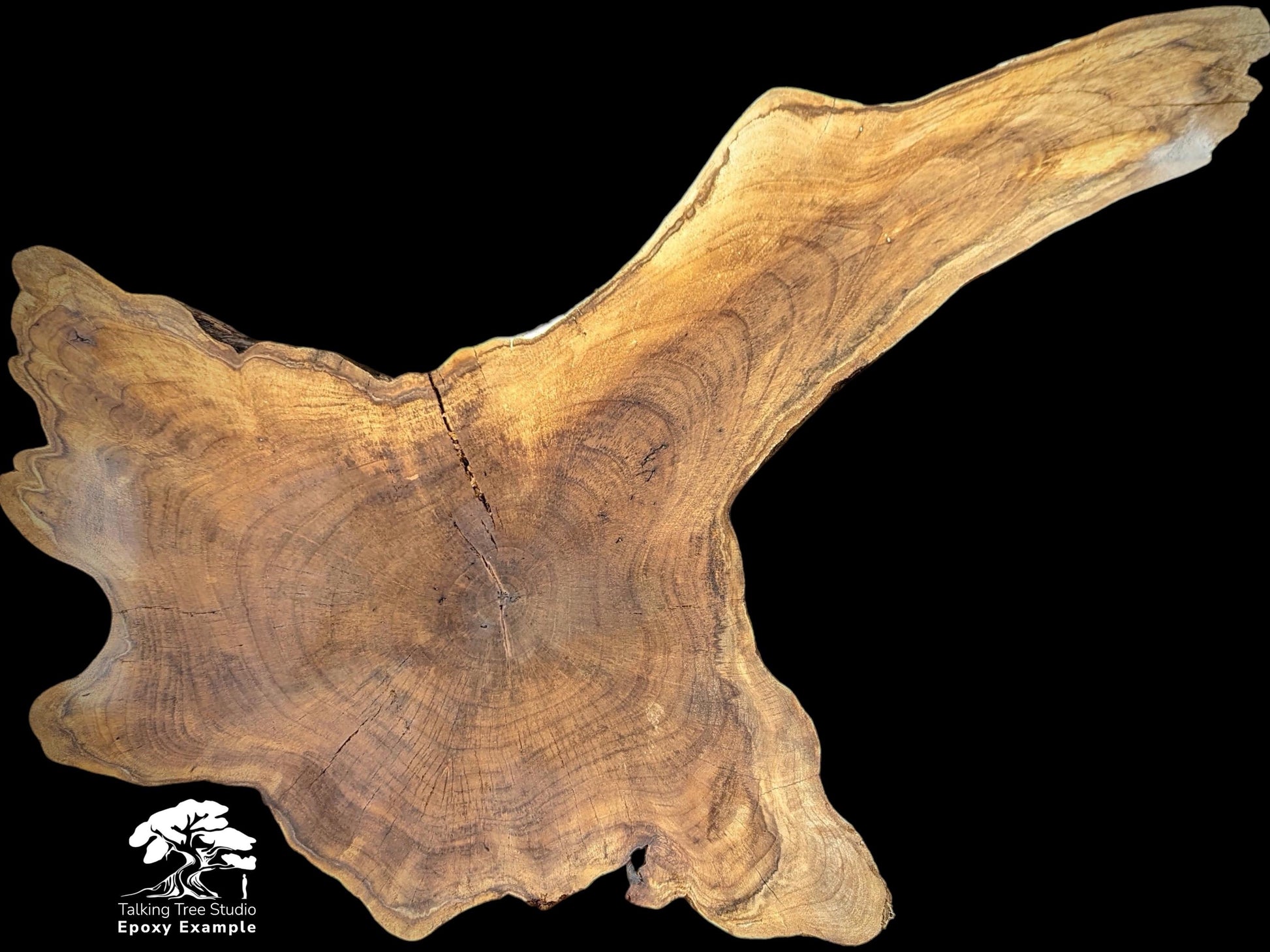 A natural English walnut root wood slice with irregular edges, light brown grain, and a central crack.