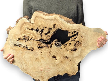 Person holds irregular light brown wood slice, featuring large dark void, visible grain, and "W13".