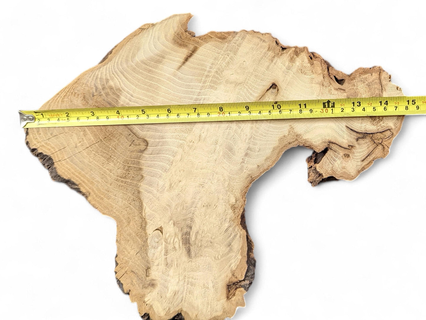 Light brown, irregularly shaped Black Locust root wood slice, with visible rings, measured by a yellow tape.