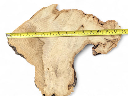 Light brown, irregularly shaped Black Locust root wood slice, with visible rings, measured by a yellow tape.