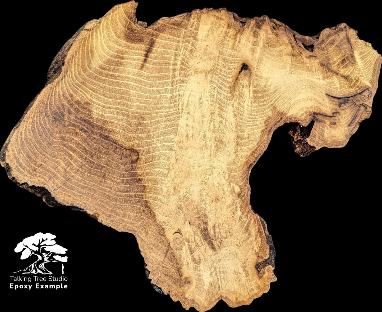 Irregular light brown Black Locust root wood slice, visible growth rings, 'Talking Tree Studio Epoxy Example' text.