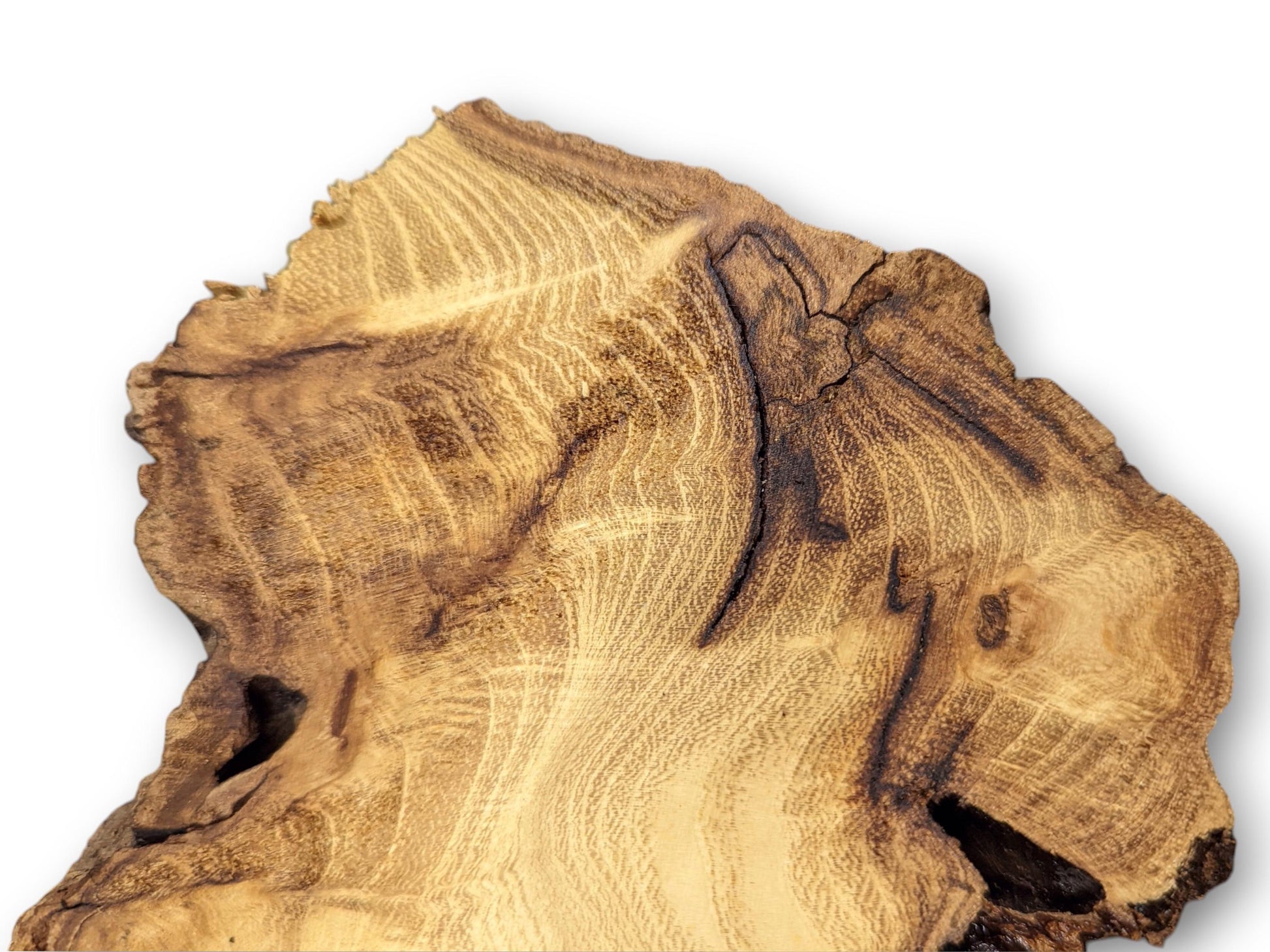 A light brown, irregular Black Locust root wood slice featuring dark live edges and wavy grain patterns.