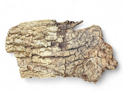 This irregular, rough wood bark piece has deeply fissured, cracked light brown and grey surface.