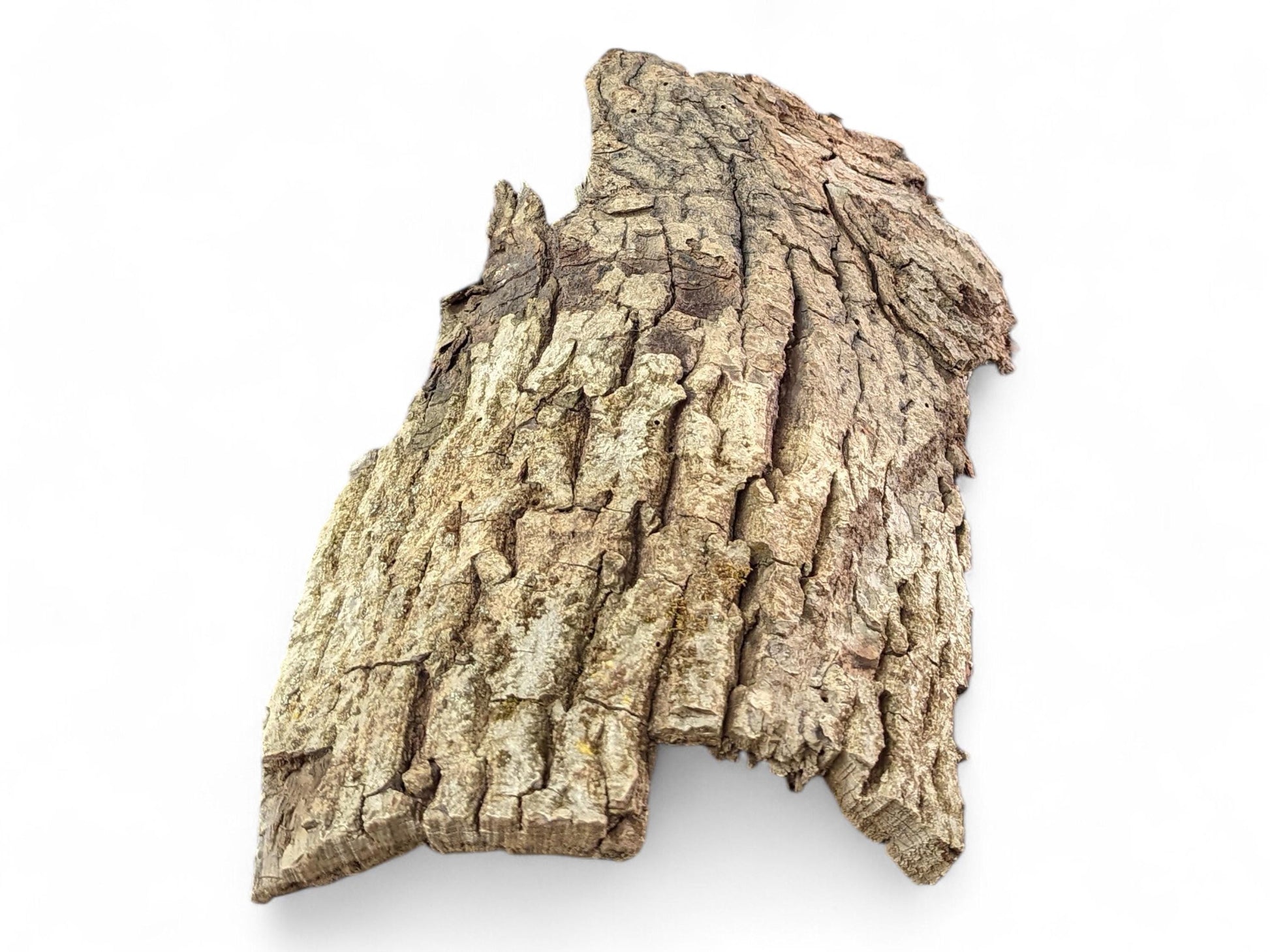 An irregular piece of natural wood bark, showing a rough, deeply fissured light brown and grey surface.