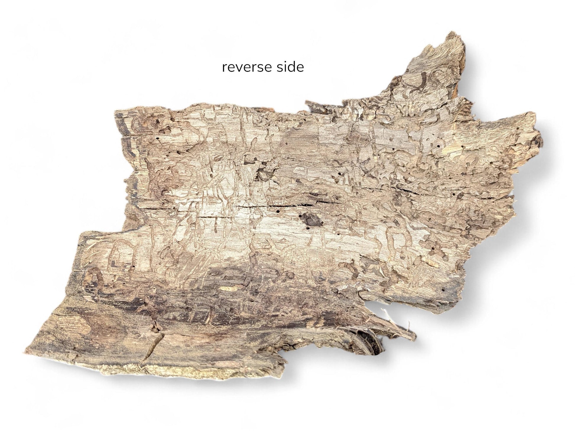 Image showing the reverse side of an irregular wood bark piece, mottled brown and grey, with insect galleries.