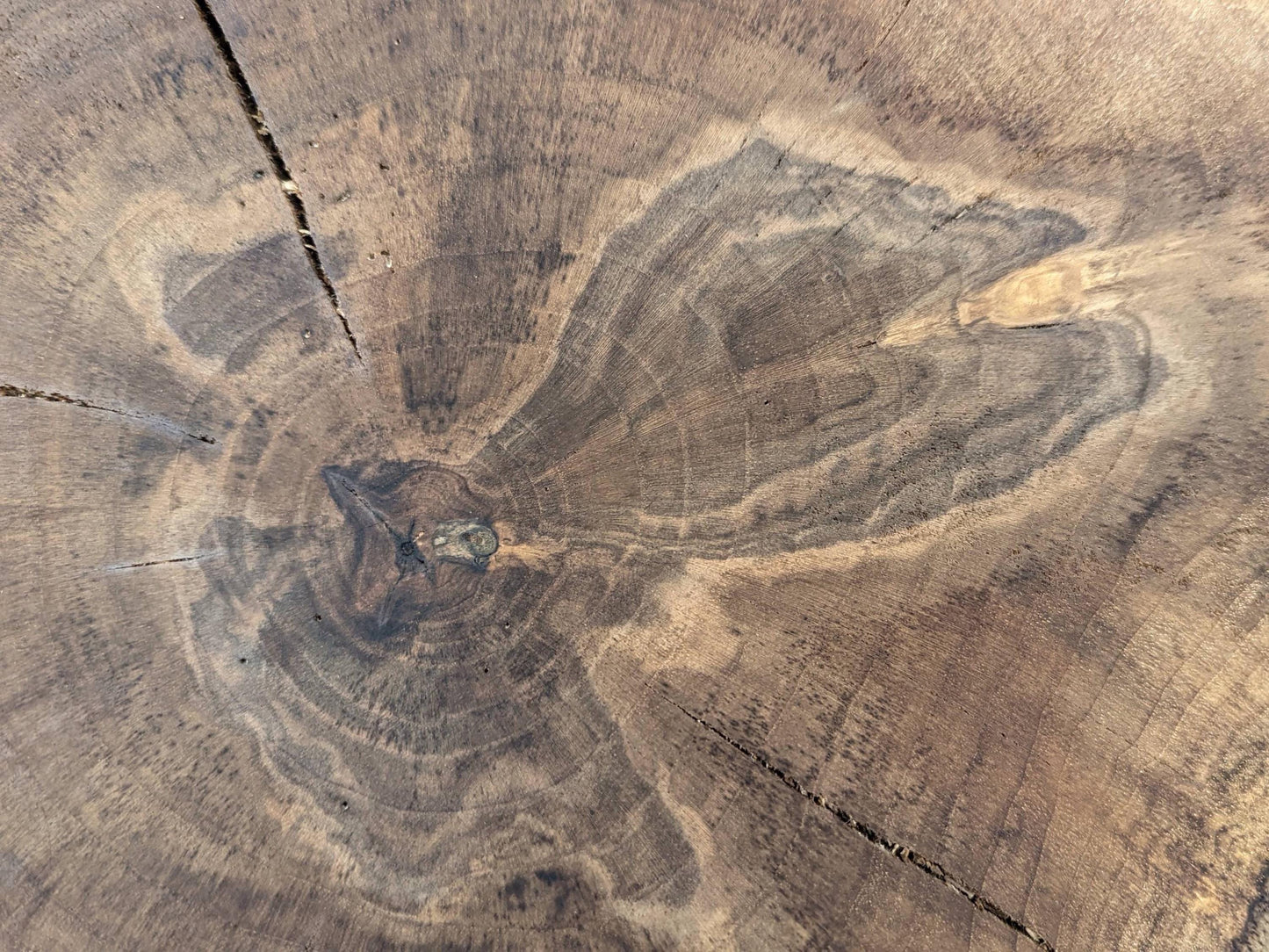 Close-up of a natural wood slice showing variegated brown colors, distinct tree rings, knots, and several cracks.