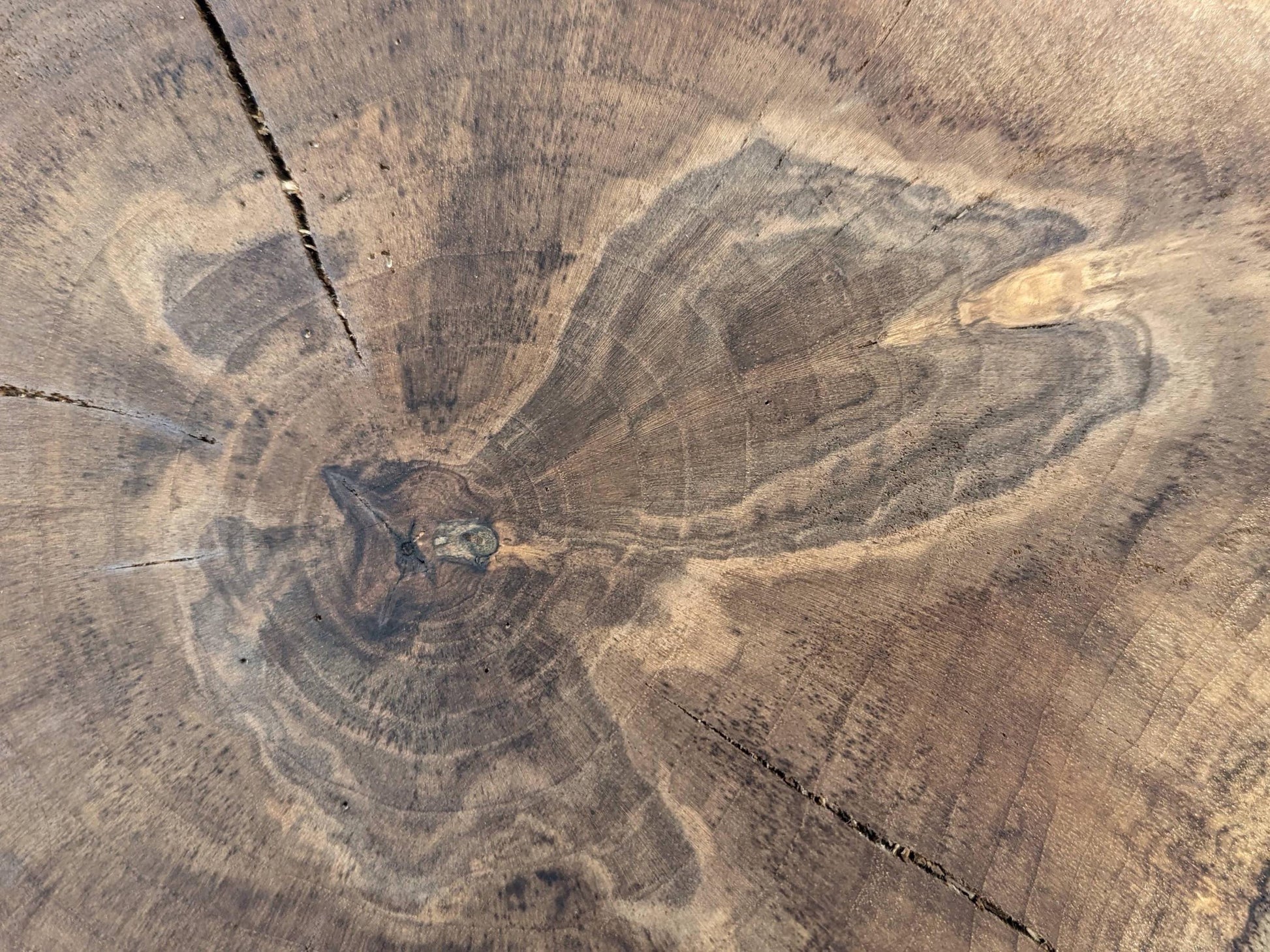 Close-up of a natural wood slice showing variegated brown colors, distinct tree rings, knots, and several cracks.