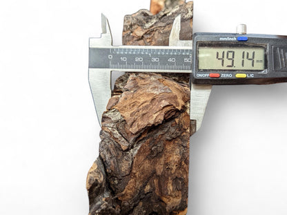 Digital caliper measures weeping willow wood slice's width, showing 49.14 mm. It features dark, rugged, cracked bark.