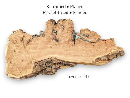 A long willow timber section reveals horizontal grain, dark fissures, and a thick, blocky bark.