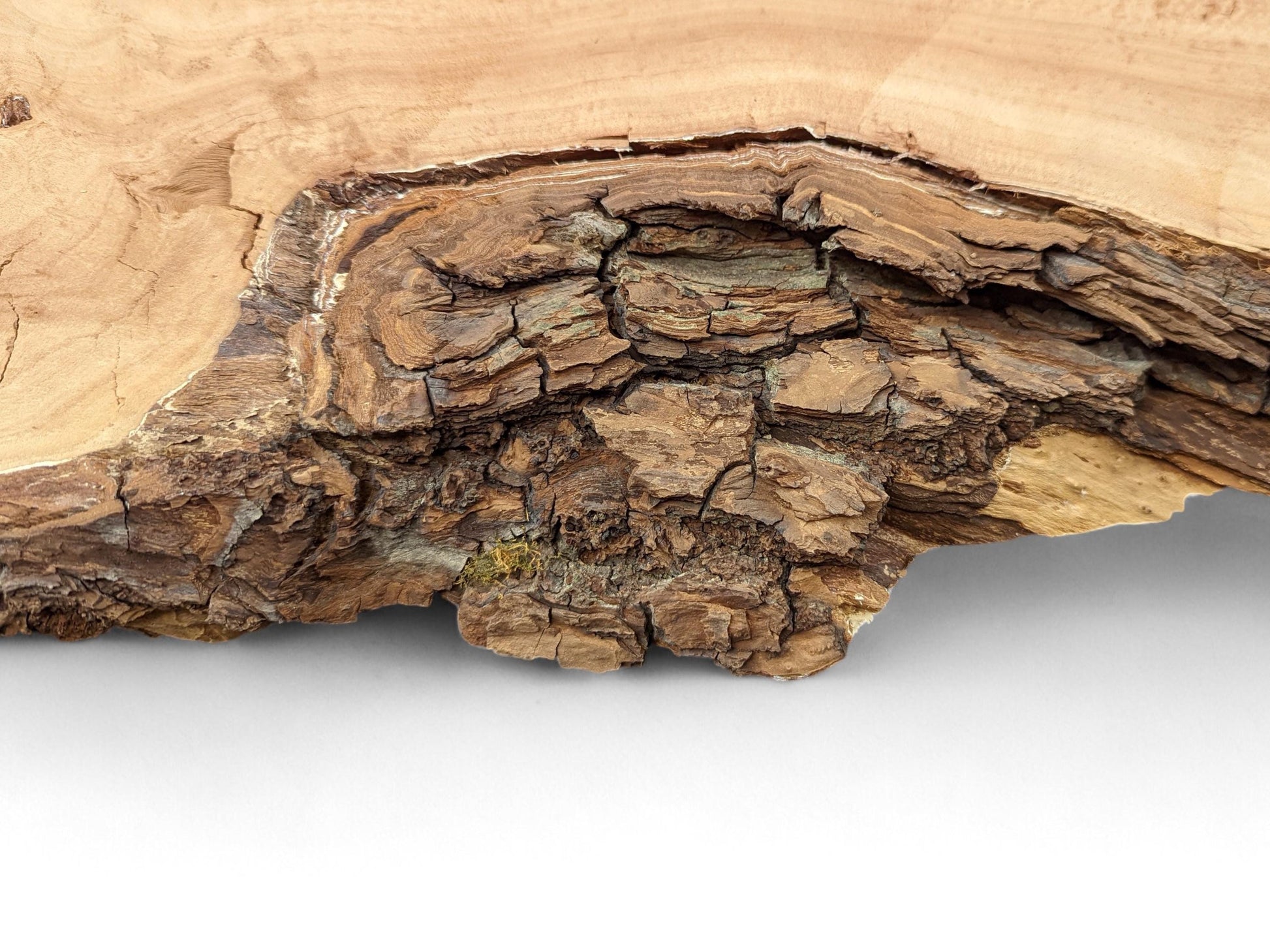 Close-up of a weeping willow slab, revealing light wood grain and rugged, dark bark with fragile, cracked texture.