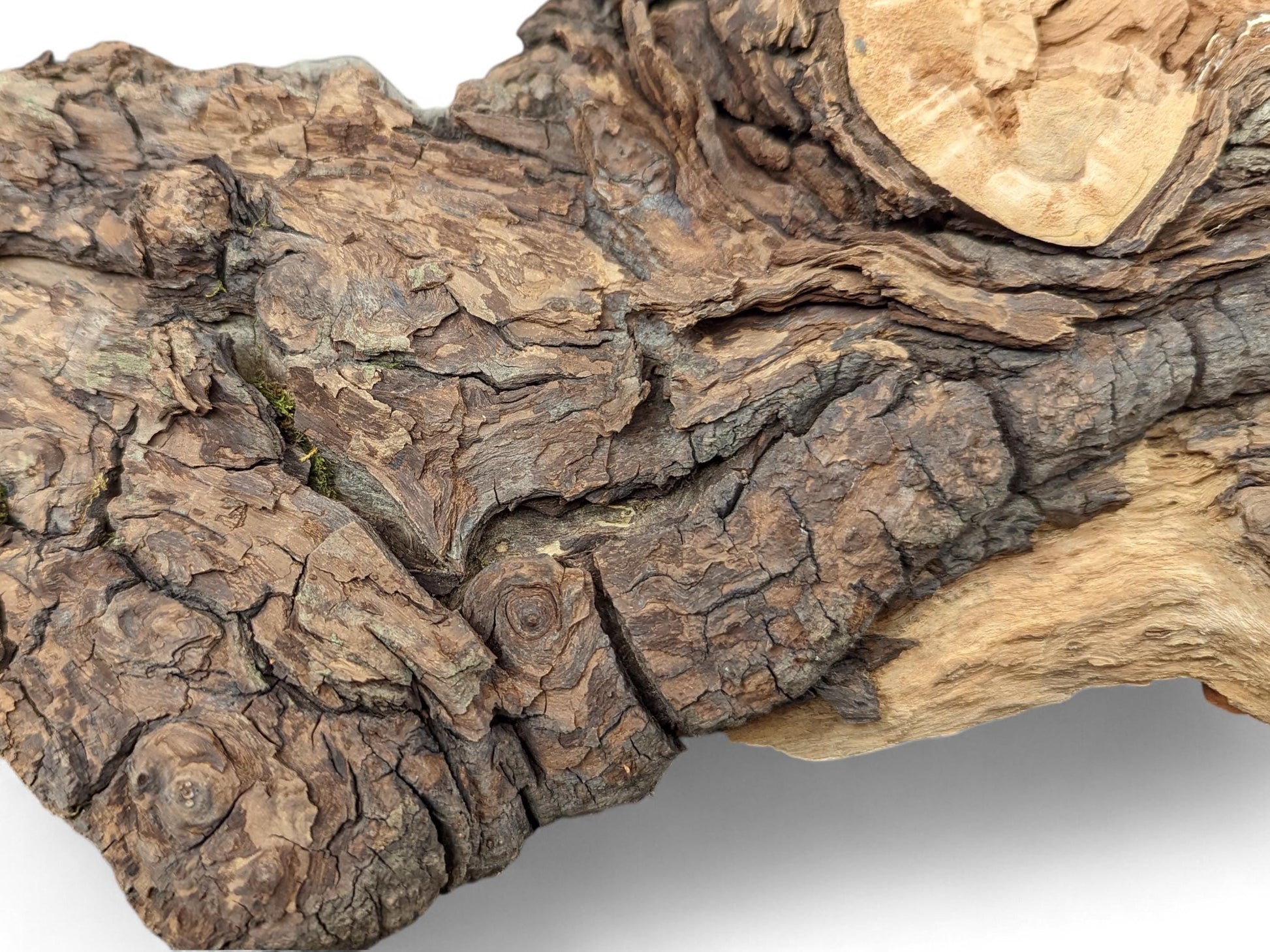 Textured weeping willow wood piece shows dark brown bark, deeply fissured surface, lighter beige wood, and green moss.