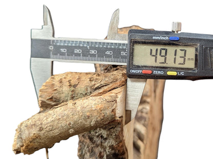 Digital caliper measures a light brown, rough-textured weeping willow wood piece at 49.13 mm.