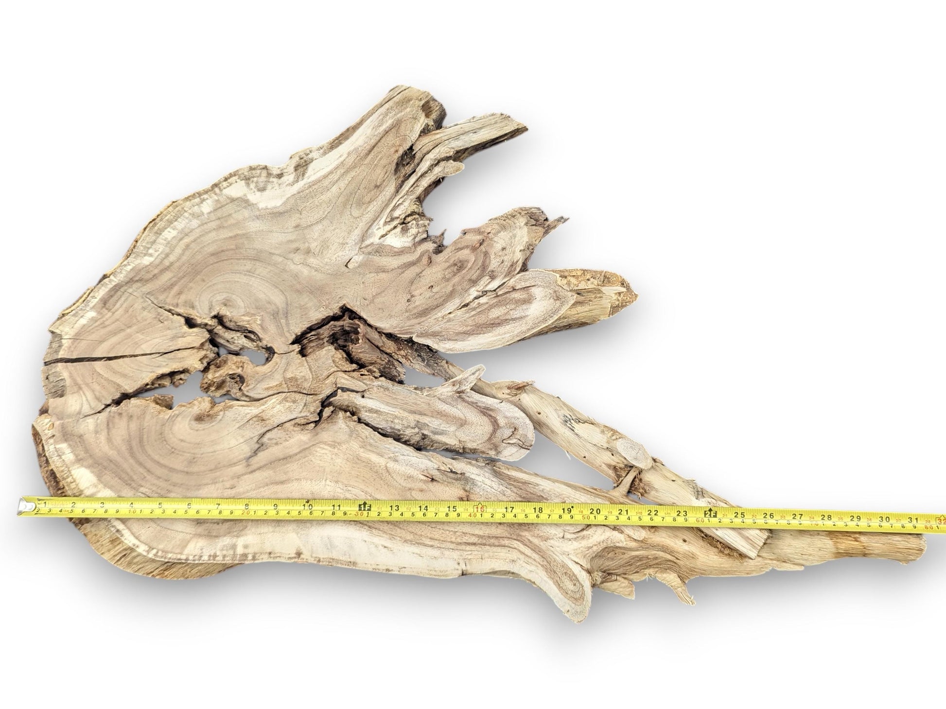 A yellow measuring tape extends across an irregular light brown wood root slice with natural cracks and grain.