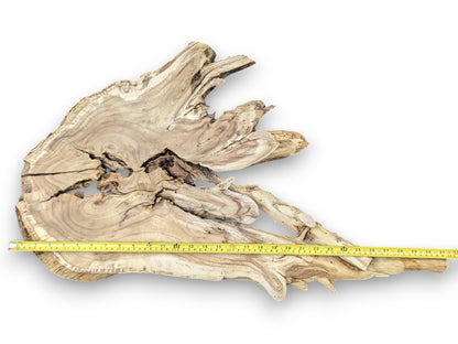 A yellow measuring tape extends across an irregular light brown wood root slice with natural cracks and grain.