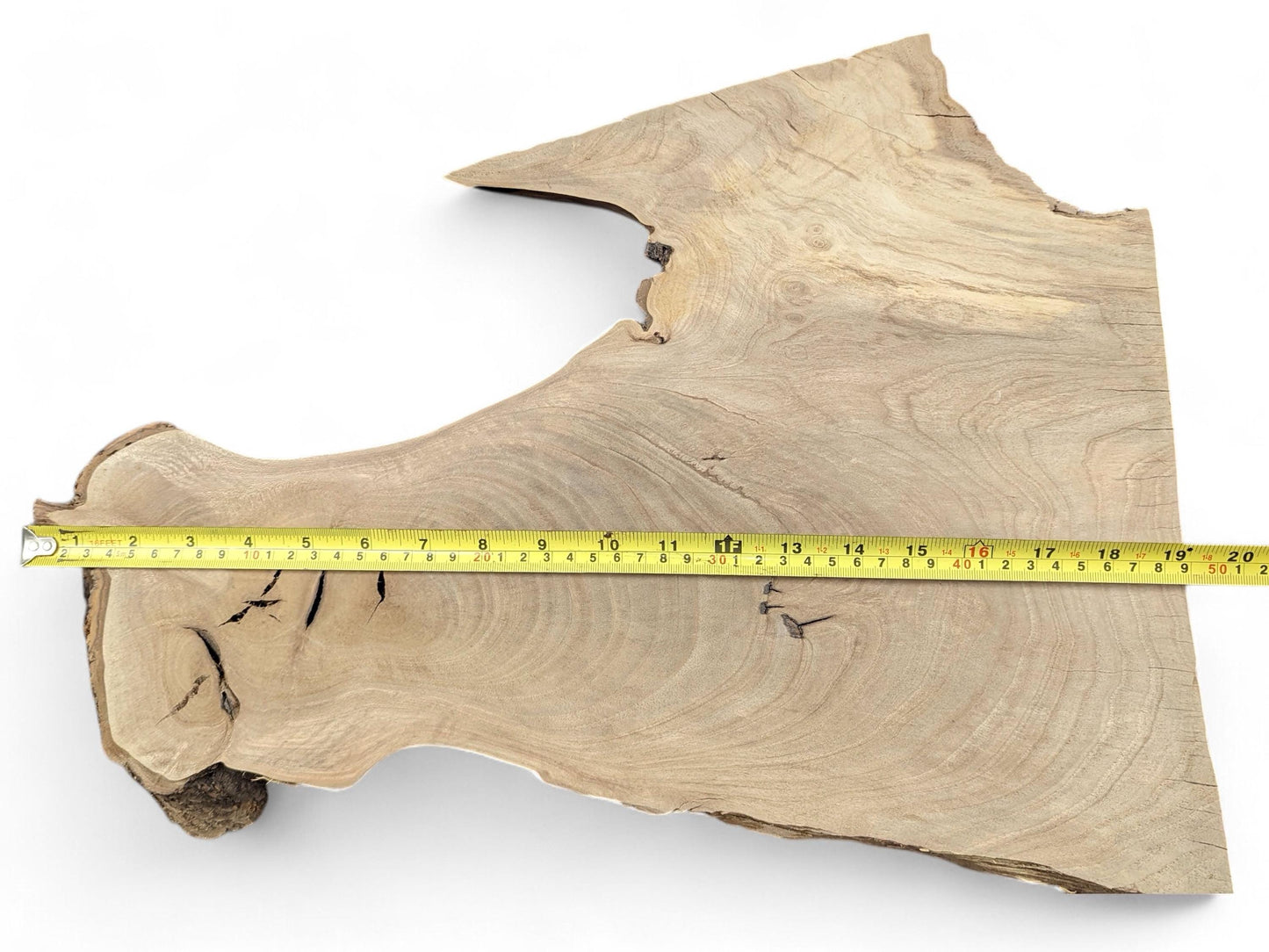Live edge wood slice, light brown, showing irregular shape, grain, cracks, and a yellow measuring tape.