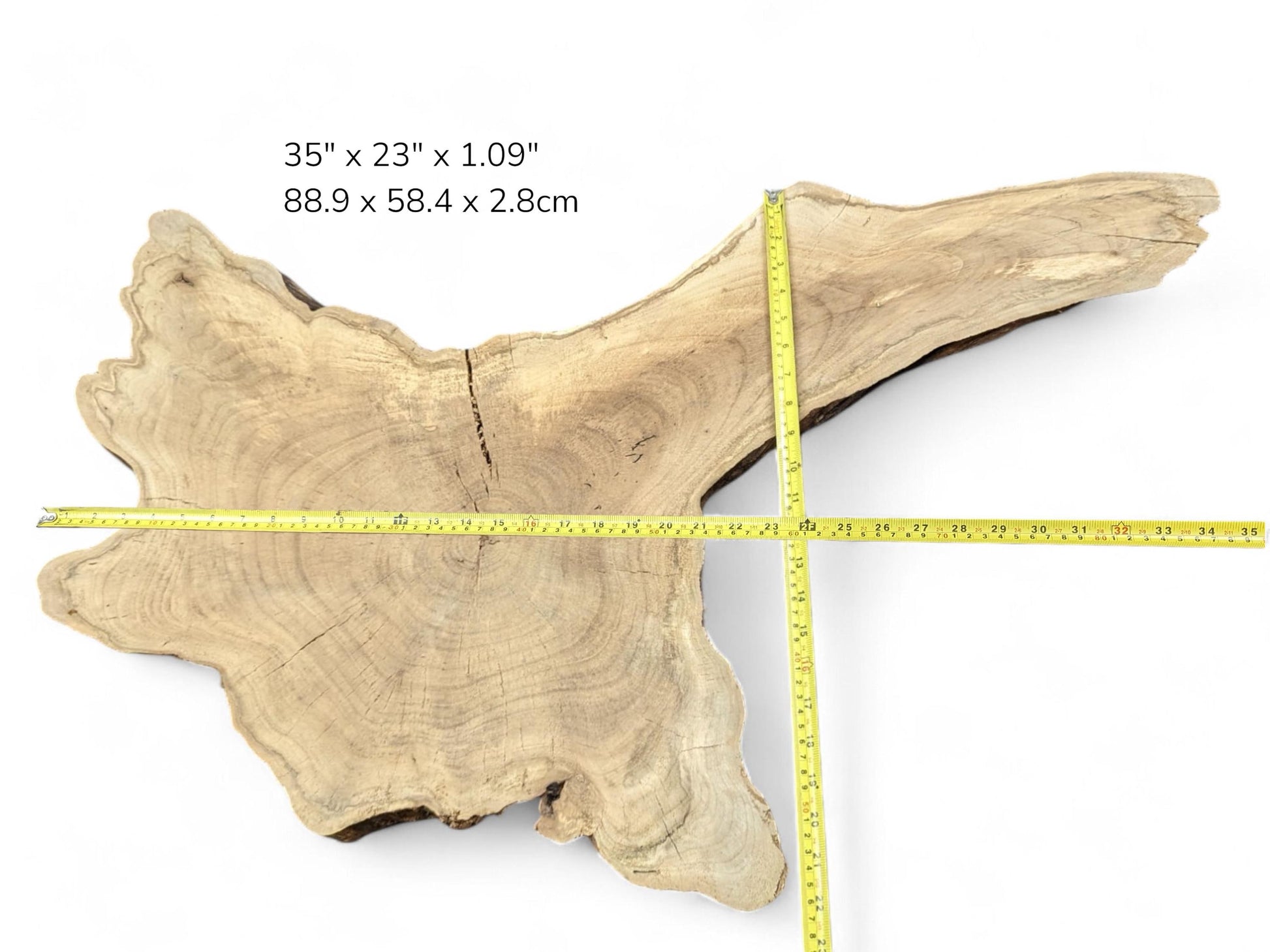 Light beige walnut root slice measured by yellow tapes, displaying dimension text overlay and visible rings.