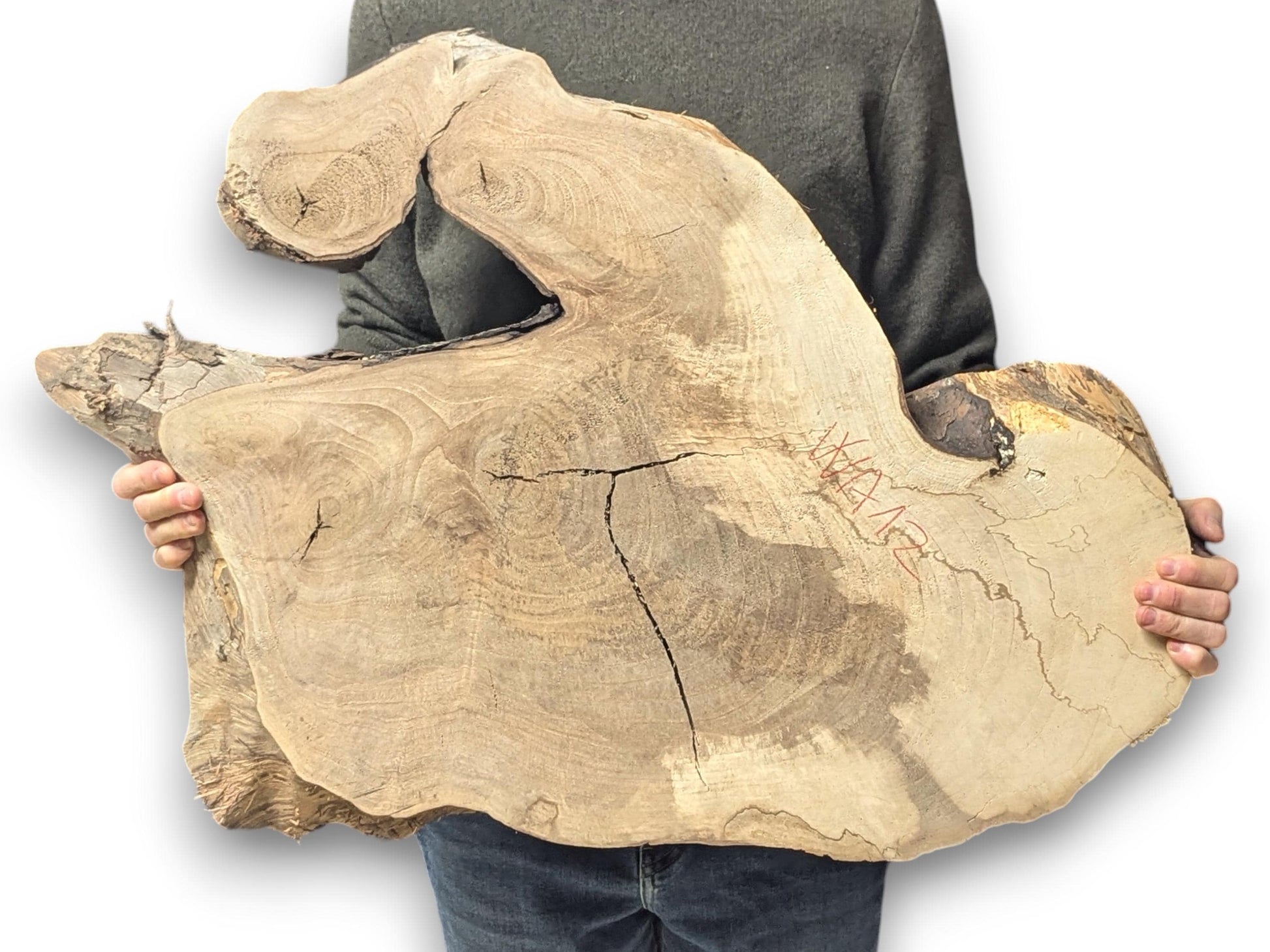 Irregular light brown live edge wood slice with prominent grain, a large cutout, cracks, held by a person.