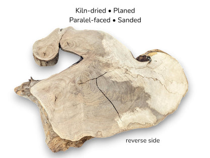 Reverse side of irregular light walnut slice displaying smooth texture, cracks, and processing text details.