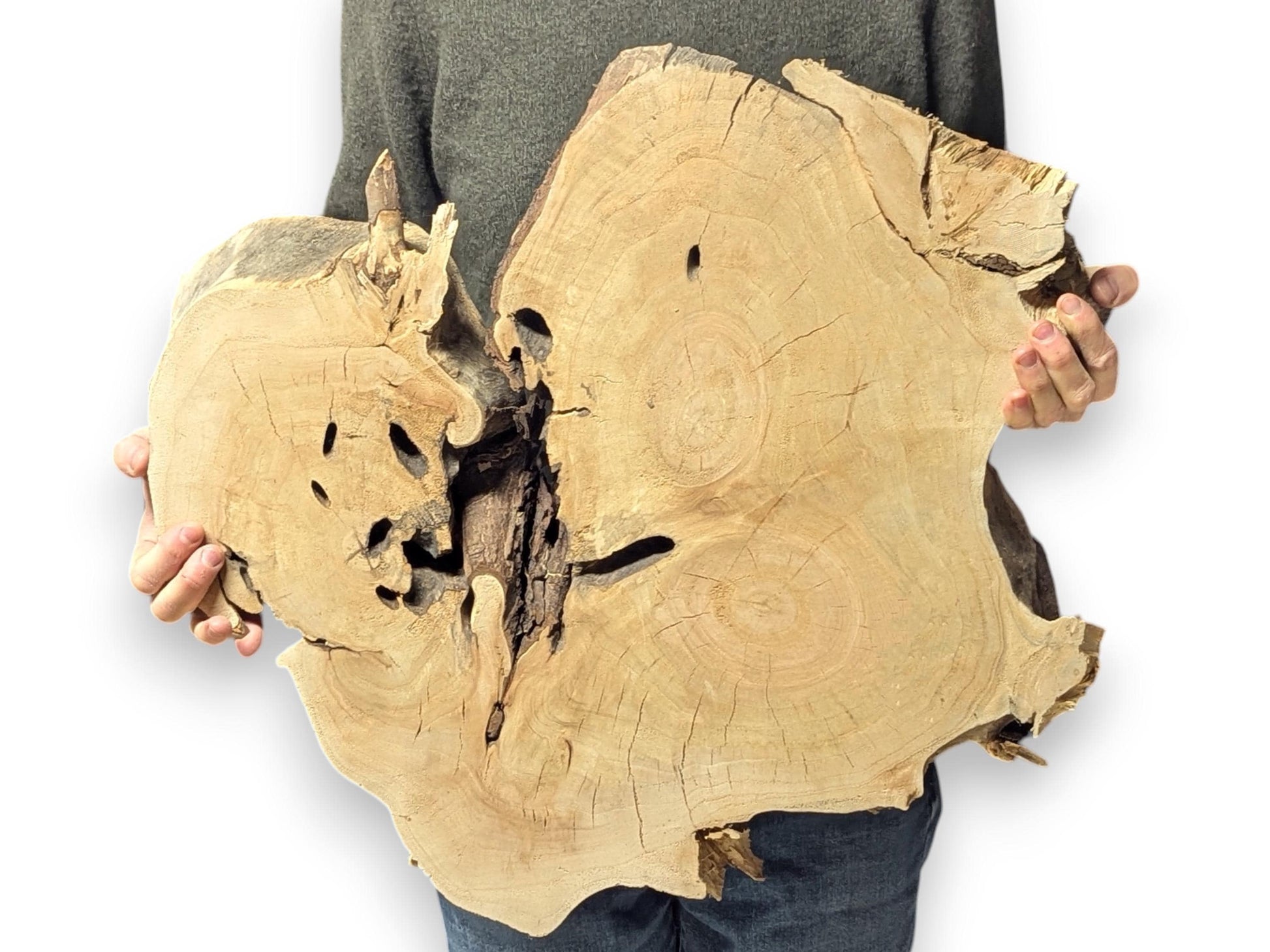 Irregular light brown wood slice held by a person, showing dark voids, rough live edges, and prominent grain.