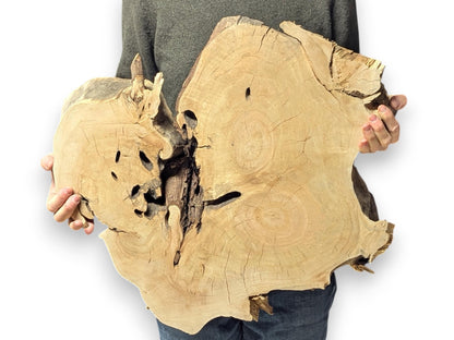 Irregular light brown wood slice held by a person, showing dark voids, rough live edges, and prominent grain.