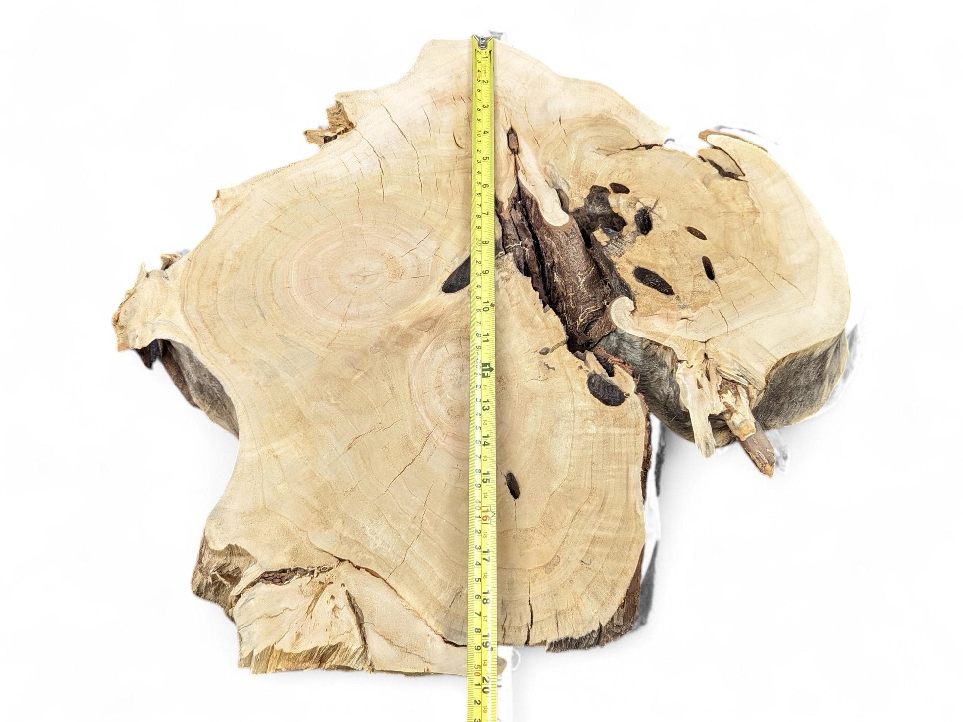 Irregular wood slice, pale brown with prominent grain, dark voids, rough edges, and a measuring tape.