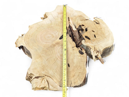 Irregular wood slice, pale brown with prominent grain, dark voids, rough edges, and a measuring tape.