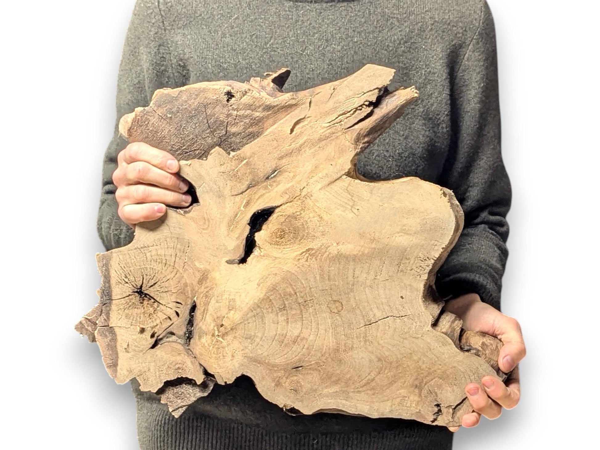 A person holds a large, irregular light brown wood slice with visible grain, knots, and natural holes.