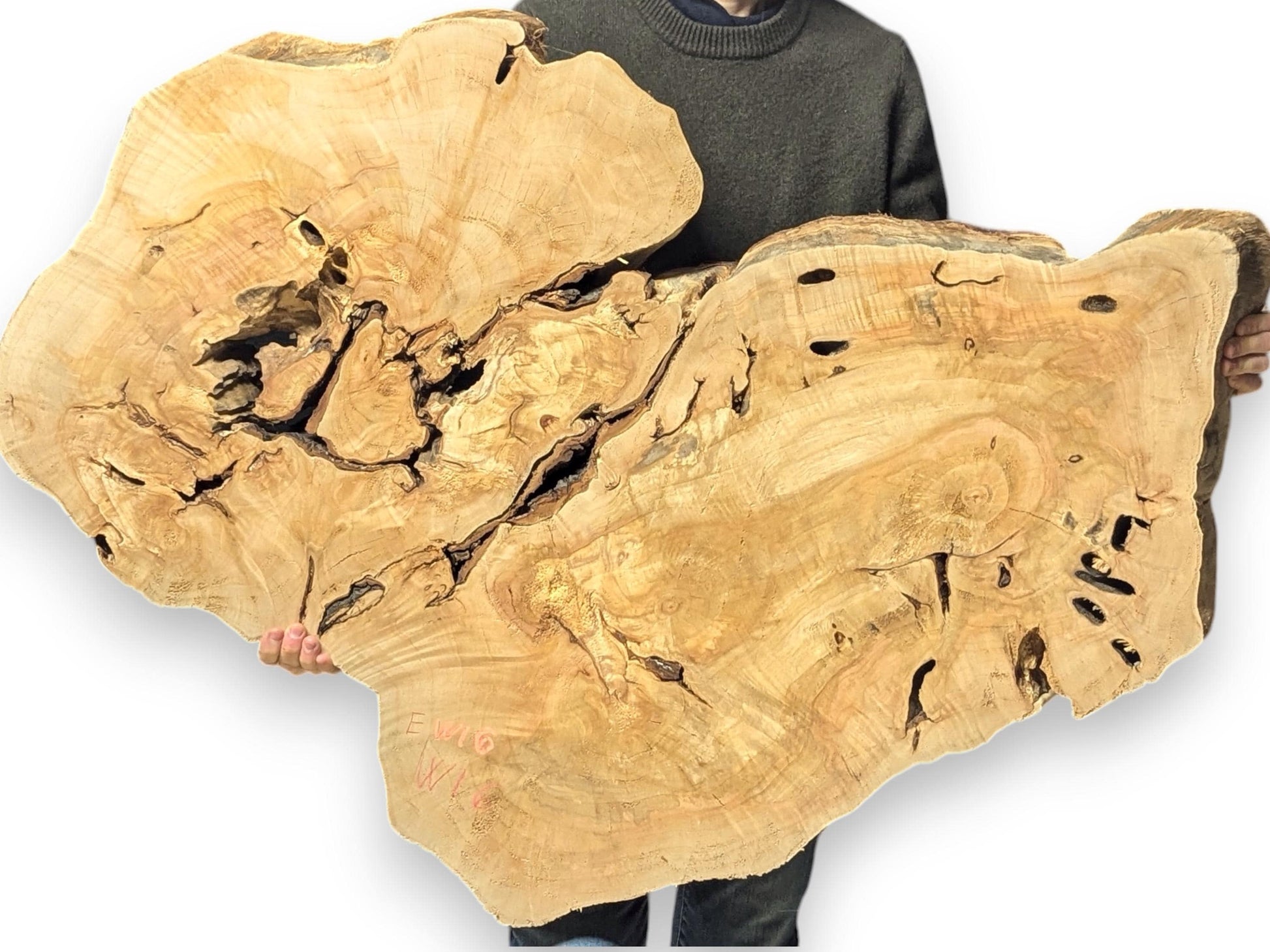 Large, irregular golden-brown live edge wood slab with dark cracks and natural holes, held by a person.