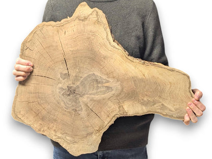 An irregular light brown wood slice with prominent growth rings and natural cracks, held by a person.