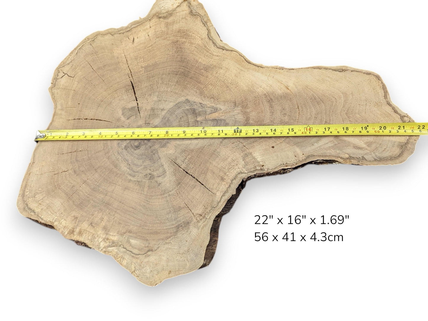 Walnut wood slice, irregularly shaped, featuring visible tree rings, natural cracks, a tape measure, and dimension text.