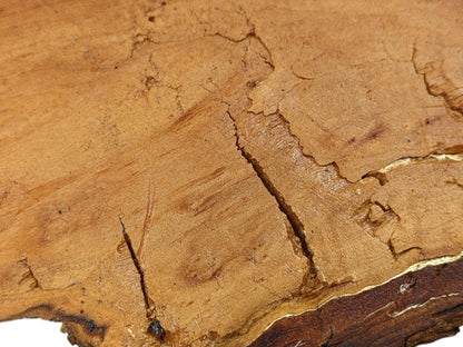 Weeping willow wood slice closeup reveals light brown grain, deep cracks, and a fragile, decay-like texture.