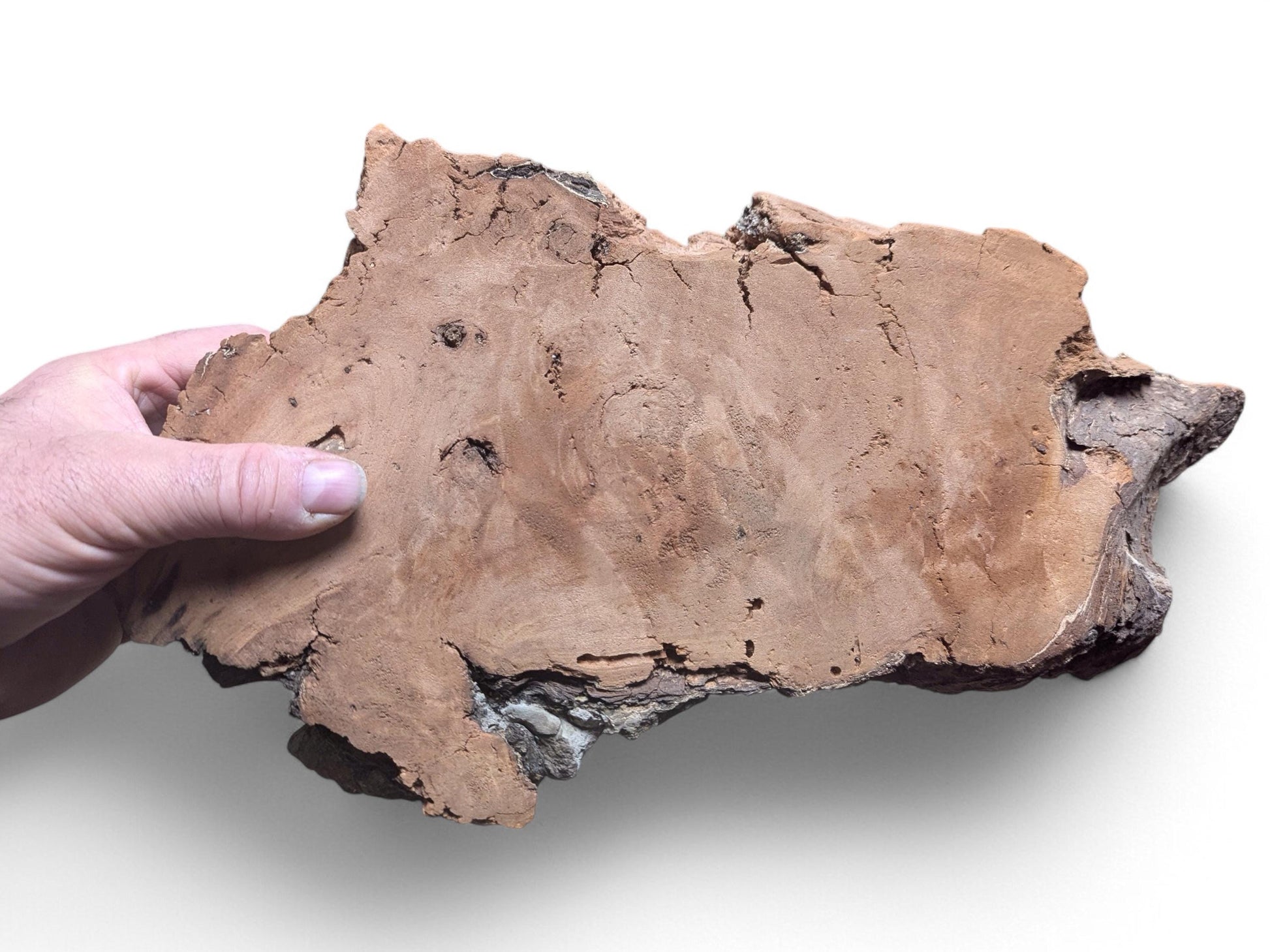 Person's hand holding an irregular, reddish-brown willow wood slab with rough, deeply fissured, decay-like texture.