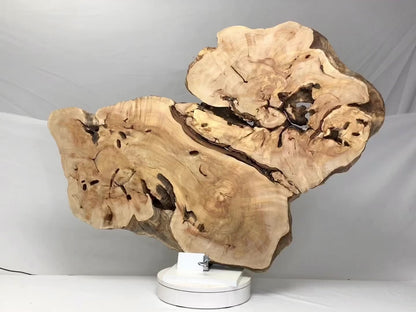 Live Edge Weeping Willow Tree Root Wood Slice for Epoxy Resin Projects or Natural DIY Home Decor #6