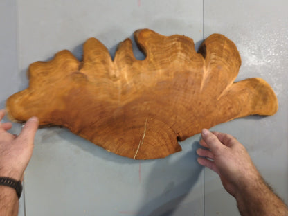 Wild Cherry Root Slice, Live Edge Wood Cookie for Resin Art, Rustic Wall Decor #007