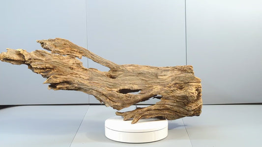 Rustic Forest Driftwood – Weathered Weather-Bleached Wood Sculpture for Conservatory & Botanical Displays, Craft wood Terrarium Wood #032