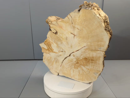 Live Edge Weeping Willow Tree Root Wood Slice for Epoxy Resin Projects or Natural DIY Home Decor #017