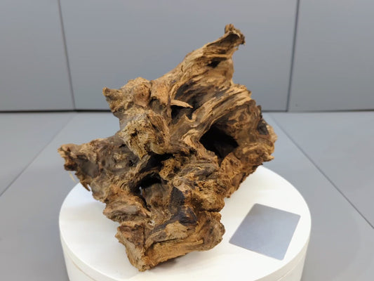 Rustic Decor Burl Root Driftwood – Knotted Weathered Wood Sculpture for Conservatory Display, Crafts, Terrarium Accent #026