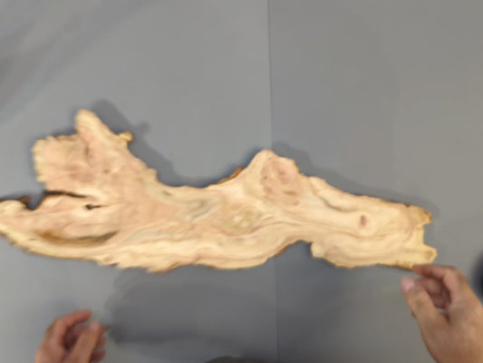 Thin Live Edge Honey Locust Root Slice, Rustic Wood Blank for Epoxy Resin Projects, Coasters, Natural Home Decor, Craft Supply #008