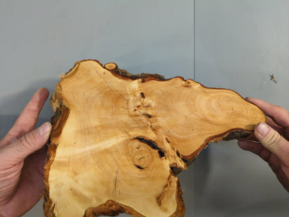 Live Edge Linden/Lime Root Wood Slice for Epoxy Resin Project or Natural Rustic DIY Home Decor #008