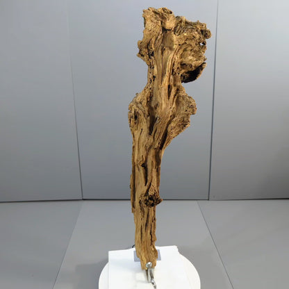 Rustic Forest Driftwood – Weathered Burl Wood Sculpture Branch, Aged Wood Accent for Conservatory Display, Crafts, Terrarium Décor #023