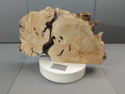 Live Edge Weeping Willow Tree Root Wood Slice for Epoxy Resin Projects or Natural DIY Home Decor #016