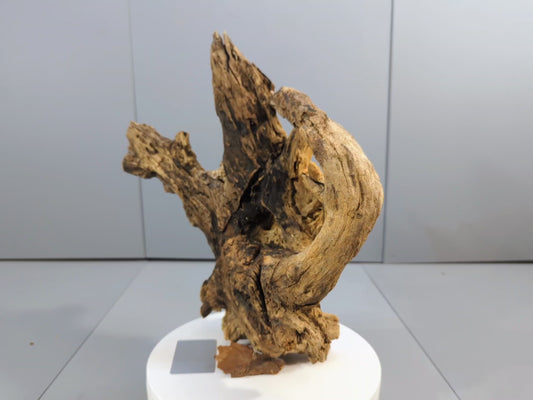 Rustic Decor Forest Driftwood – Weathered Burl Root Sculpture, Aged Wood Accent for Conservatory Display, Craft Projects, Terrarium #029