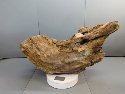 Huge Hollow Forest Driftwood Arch – Natural Wood Sculpture – Terrarium, Aquarium, Rustic Home Decor #014