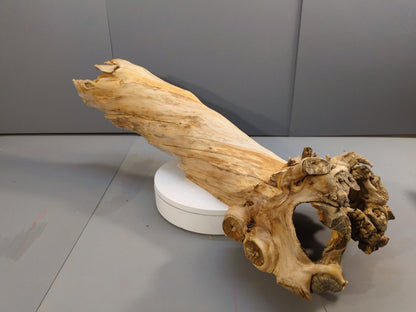 Unique Hollow Wood Shell, Natural Root Driftwood Art for Terrarium or Air Plant Display, Lightweight Centerpiece #040