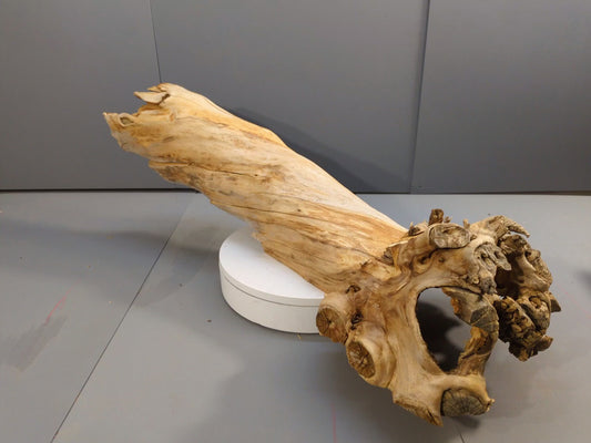Unique Hollow Wood Shell, Natural Root Driftwood Art for Terrarium or Air Plant Display, Lightweight Centerpiece #040