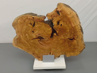 Live Edge Weeping Willow Tree Root Wood Slice for Epoxy Resin Projects or Natural DIY Home Decor #014