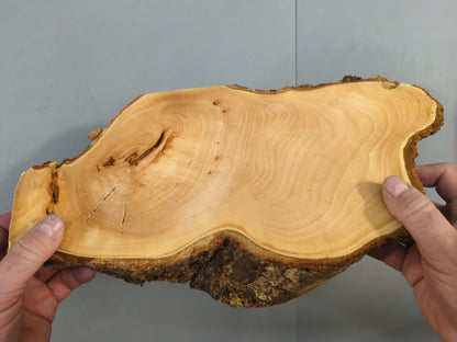 Live Edge Linden/Lime Root Wood Slice for Epoxy Resin Project or Natural Rustic DIY Home Decor #009