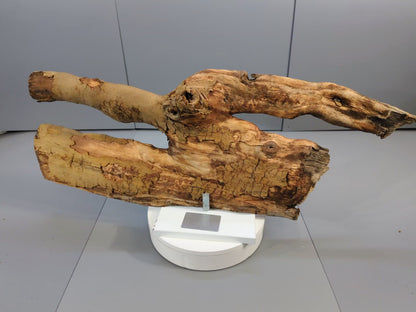 Rustic Decor Forest Driftwood – Weathered Branch Sculpture, Aged Forest Wood Accent for Conservatory Display, Crafts, Terrariums #024